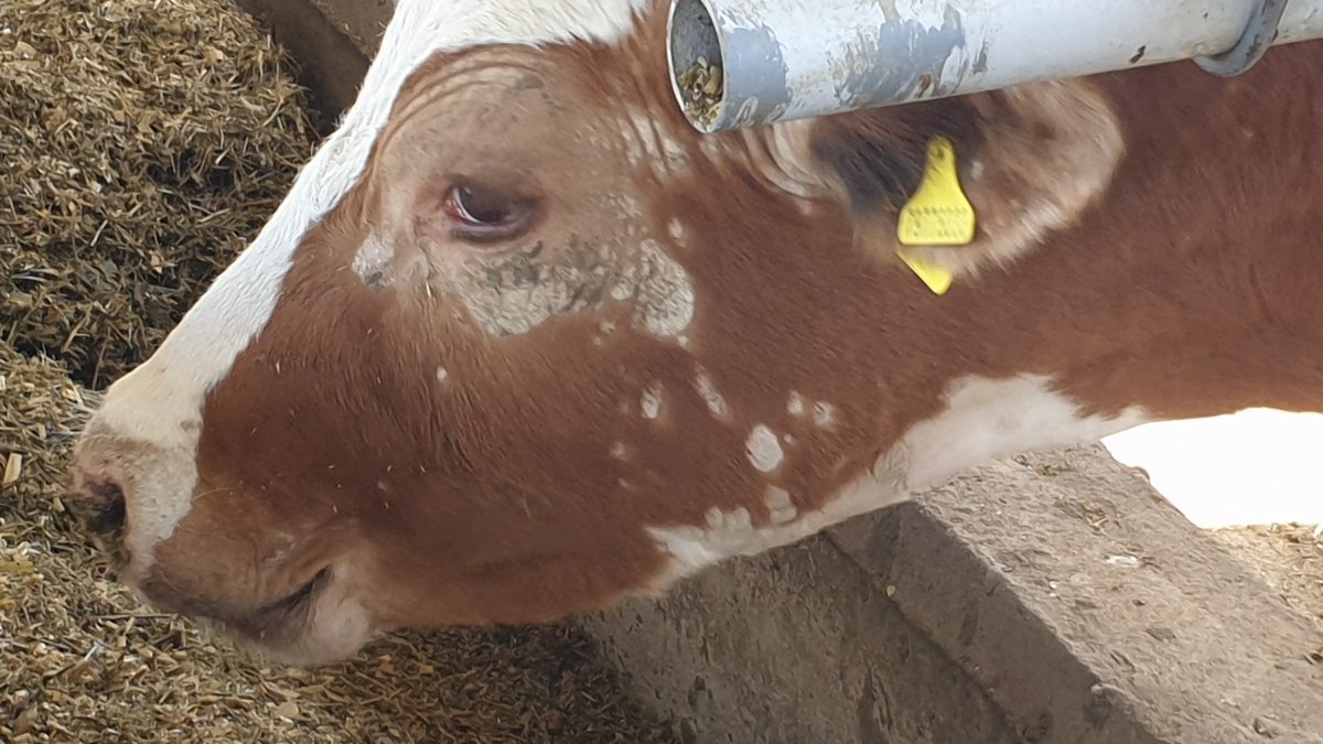 Glatzflechte Rind Rinderflechte beim Menschen - Kompetenzförderung Milch in Kasachstan